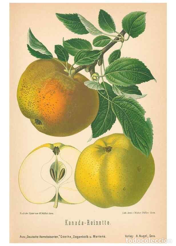 Coleccionismo de Revistas y Peri&oacute;dicos: Reproducci&oacute;n/Reproduction 42216555622: Aepfel und Birnen,. Berlin,Paul Parey,1894.. - Goethe, Rudolp