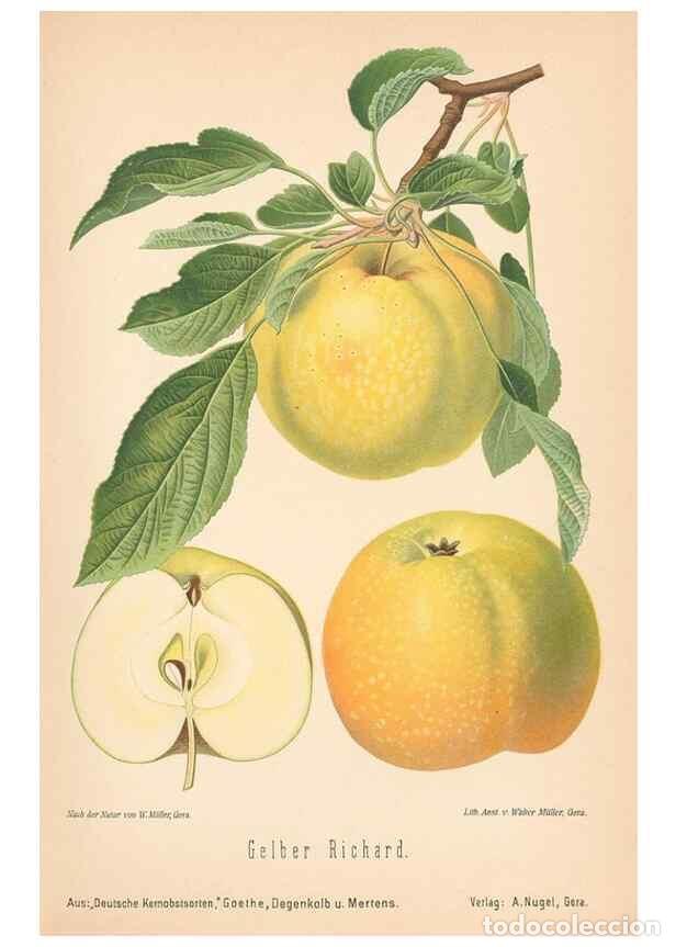 Coleccionismo de Revistas y Peri&oacute;dicos: Reproducci&oacute;n/Reproduction 28389575048: Aepfel und Birnen,. Berlin,Paul Parey,1894.. - Goethe, Rudolp