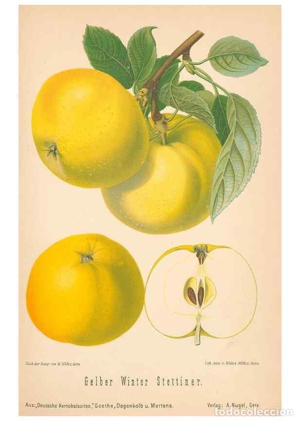 Coleccionismo de Revistas y Peri&oacute;dicos: Reproducci&oacute;n/Reproduction 27392517297: Aepfel und Birnen,. Berlin,Paul Parey,1894.. - Goethe, Rudolp