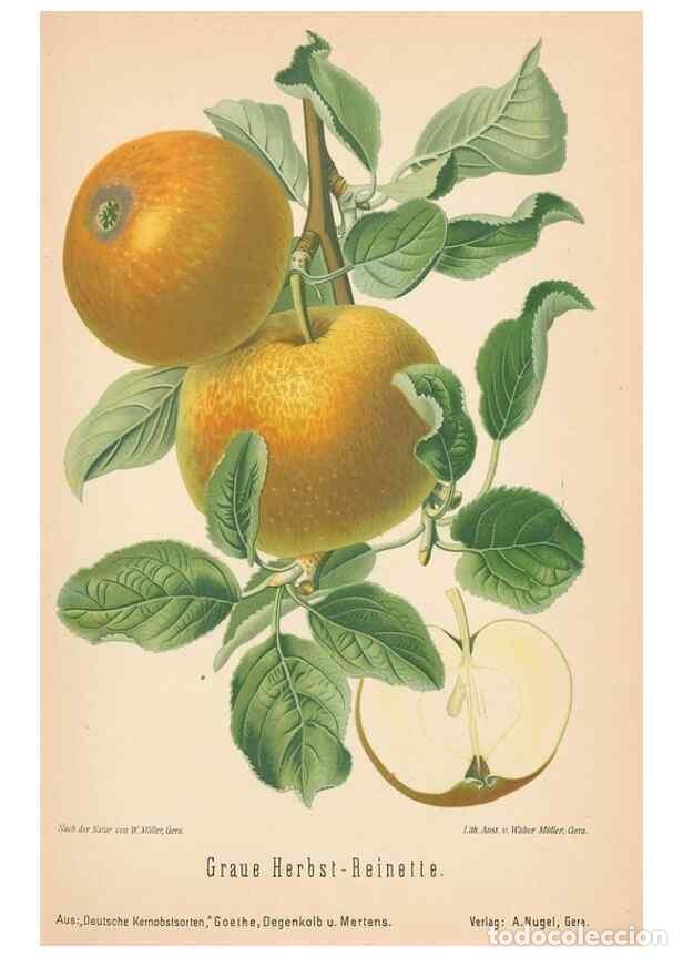 Coleccionismo de Revistas y Peri&oacute;dicos: Reproducci&oacute;n/Reproduction 42263353661: Aepfel und Birnen,. Berlin,Paul Parey,1894.. - Goethe, Rudolp