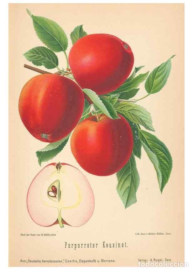 Coleccionismo de Revistas y Peri&oacute;dicos: Reproducci&oacute;n/Reproduction 41541448764: Aepfel und Birnen,. Berlin,Paul Parey,1894.. - Goethe, Rudolp