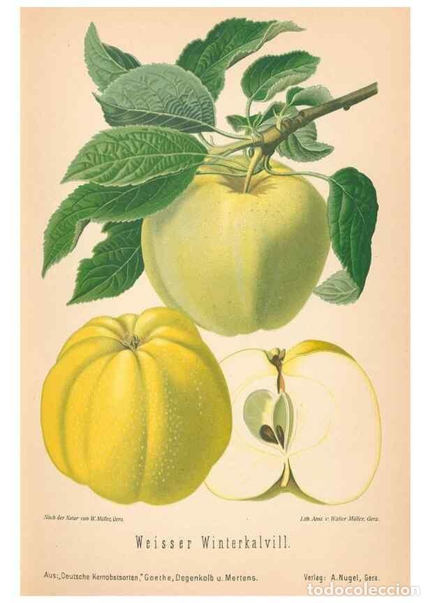Coleccionismo de Revistas y Peri&oacute;dicos: Reproducci&oacute;n/Reproduction 28389469808: Aepfel und Birnen,. Berlin,Paul Parey,1894.. - Goethe, Rudolp