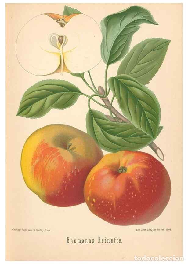 Coleccionismo de Revistas y Peri&oacute;dicos: Reproducci&oacute;n/Reproduction 28389526568: Aepfel und Birnen,. Berlin,Paul Parey,1894.. - Goethe, Rudolp