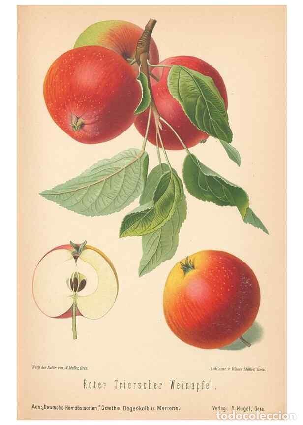 Coleccionismo de Revistas y Peri&oacute;dicos: Reproducci&oacute;n/Reproduction 42263395051: Aepfel und Birnen,. Berlin,Paul Parey,1894.. - Goethe, Rudolp