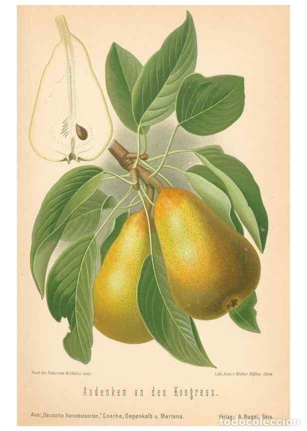 Coleccionismo de Revistas y Peri&oacute;dicos: Reproducci&oacute;n/Reproduction 40456526580: Aepfel und Birnen,. Berlin,Paul Parey,1894.. - Goethe, Rudolp