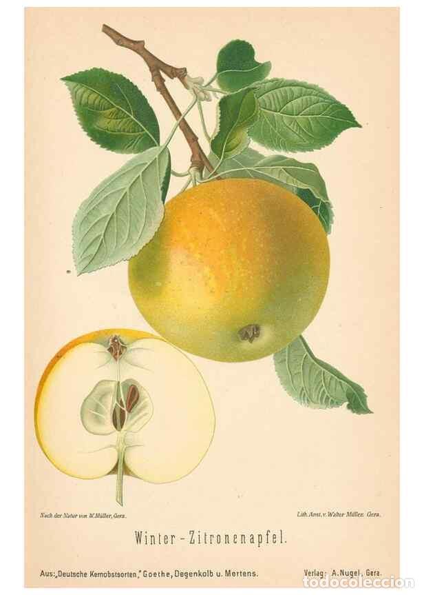 Coleccionismo de Revistas y Peri&oacute;dicos: Reproducci&oacute;n/Reproduction 41361430805: Aepfel und Birnen,. Berlin,Paul Parey,1894.. - Goethe, Rudolp