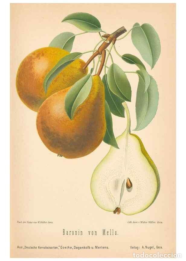 Coleccionismo de Revistas y Peri&oacute;dicos: Reproducci&oacute;n/Reproduction 41361434925: Aepfel und Birnen,. Berlin,Paul Parey,1894.. - Goethe, Rudolp