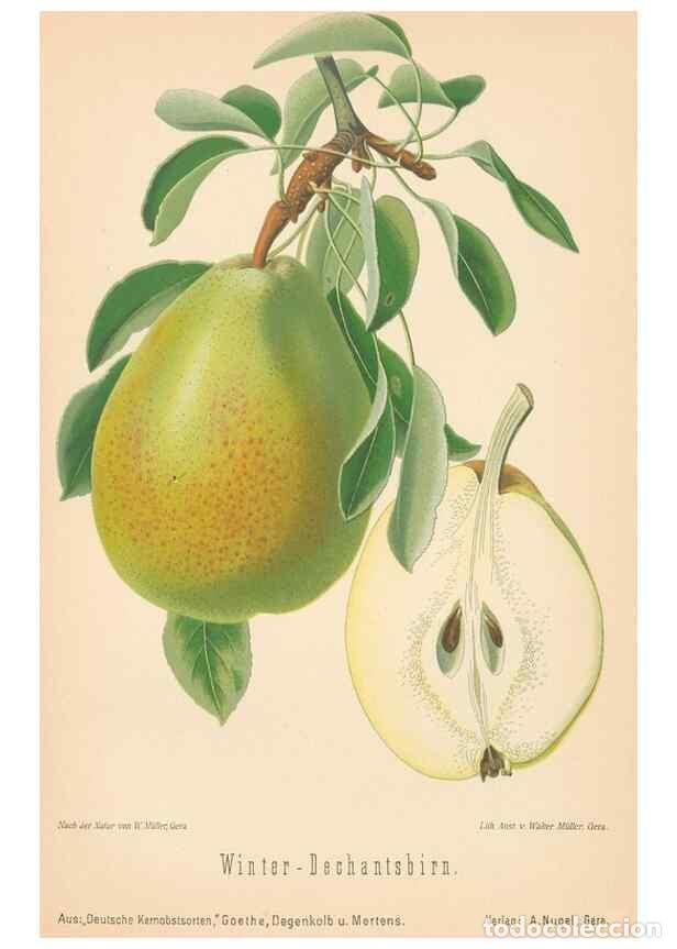 Coleccionismo de Revistas y Peri&oacute;dicos: Reproducci&oacute;n/Reproduction 42216655962: Aepfel und Birnen,. Berlin,Paul Parey,1894.. - Goethe, Rudolp