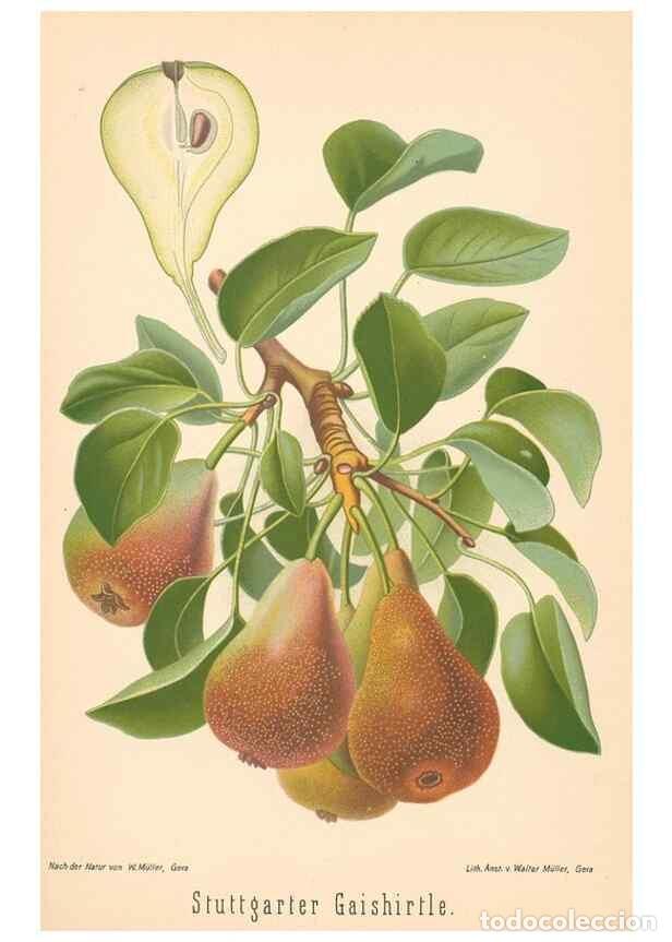 Coleccionismo de Revistas y Peri&oacute;dicos: Reproducci&oacute;n/Reproduction 40456589190: Aepfel und Birnen,. Berlin,Paul Parey,1894.. - Goethe, Rudolp
