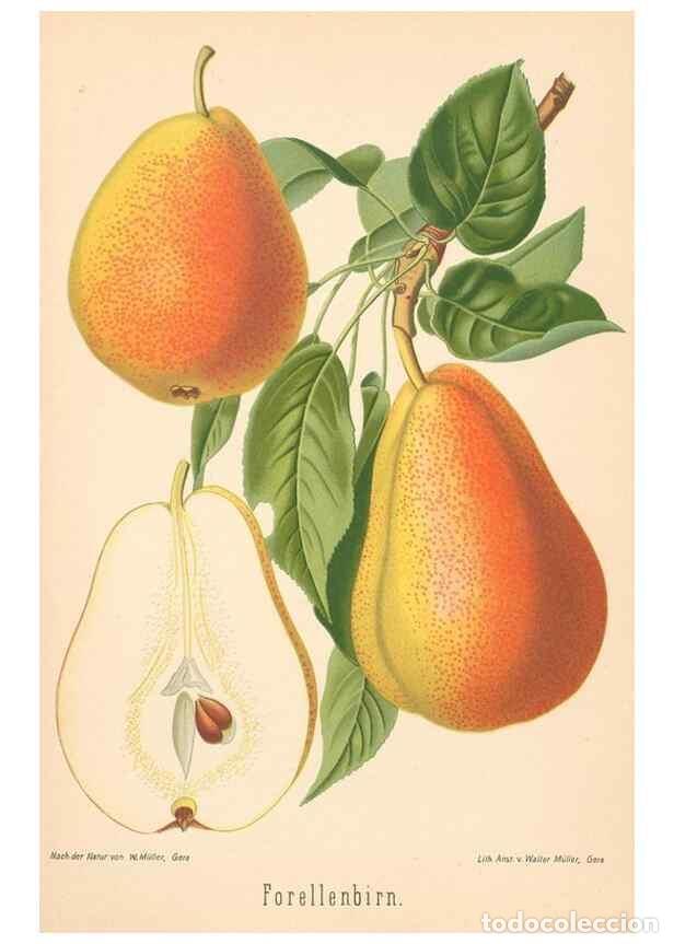Coleccionismo de Revistas y Peri&oacute;dicos: Reproducci&oacute;n/Reproduction 28389669528: Aepfel und Birnen,. Berlin,Paul Parey,1894.. - Goethe, Rudolp