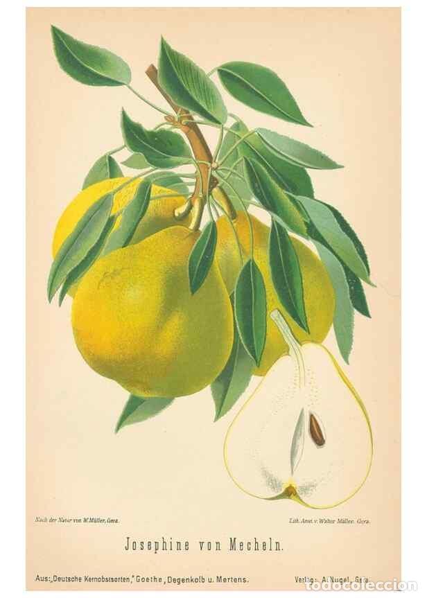 Coleccionismo de Revistas y Peri&oacute;dicos: Reproducci&oacute;n/Reproduction 41361502745: Aepfel und Birnen,. Berlin,Paul Parey,1894.. - Goethe, Rudolp