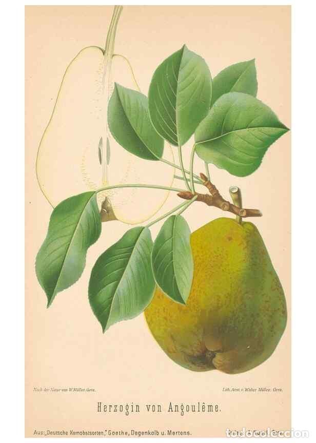 Coleccionismo de Revistas y Peri&oacute;dicos: Reproducci&oacute;n/Reproduction 40456602940: Aepfel und Birnen,. Berlin,Paul Parey,1894.. - Goethe, Rudolp