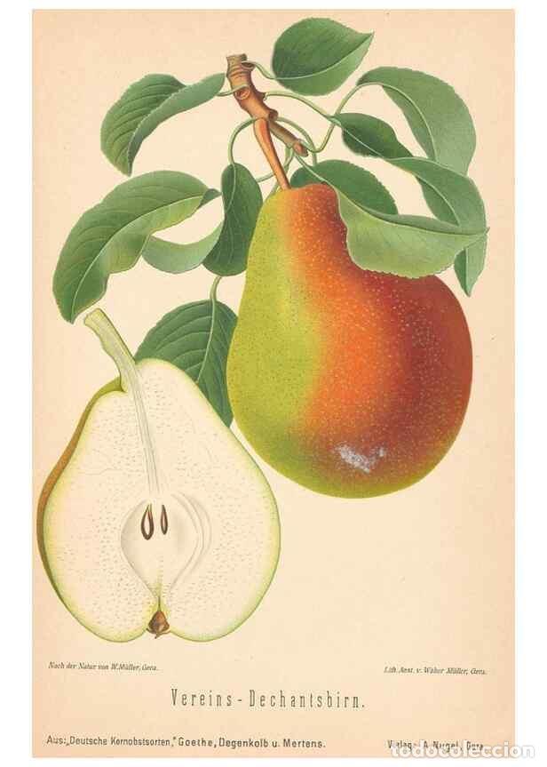 Coleccionismo de Revistas y Peri&oacute;dicos: Reproducci&oacute;n/Reproduction 27392578337: Aepfel und Birnen,. Berlin,Paul Parey,1894.. - Goethe, Rudolp