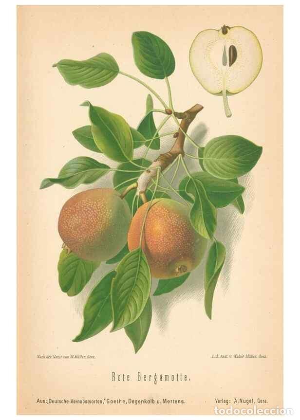 Coleccionismo de Revistas y Peri&oacute;dicos: Reproducci&oacute;n/Reproduction 41361439615: Aepfel und Birnen,. Berlin,Paul Parey,1894.. - Goethe, Rudolp