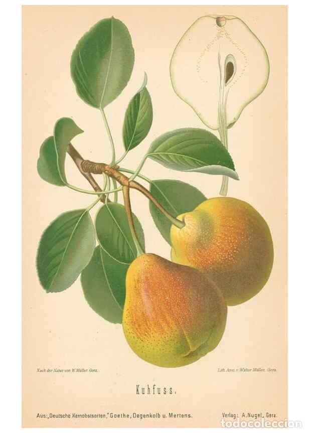 Coleccionismo de Revistas y Peri&oacute;dicos: Reproducci&oacute;n/Reproduction 27392614317: Aepfel und Birnen,. Berlin,Paul Parey,1894.. - Goethe, Rudolp