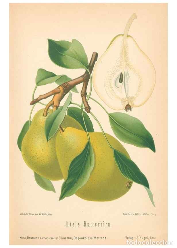 Coleccionismo de Revistas y Peri&oacute;dicos: Reproducci&oacute;n/Reproduction 42216612322: Aepfel und Birnen,. Berlin,Paul Parey,1894.. - Goethe, Rudolp