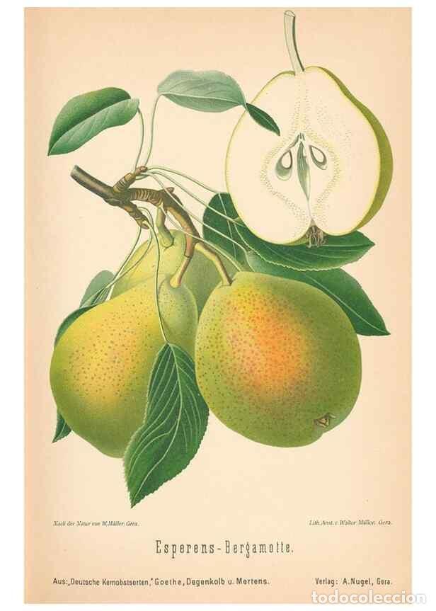 Coleccionismo de Revistas y Peri&oacute;dicos: Reproducci&oacute;n/Reproduction 41361437545: Aepfel und Birnen,. Berlin,Paul Parey,1894.. - Goethe, Rudolp