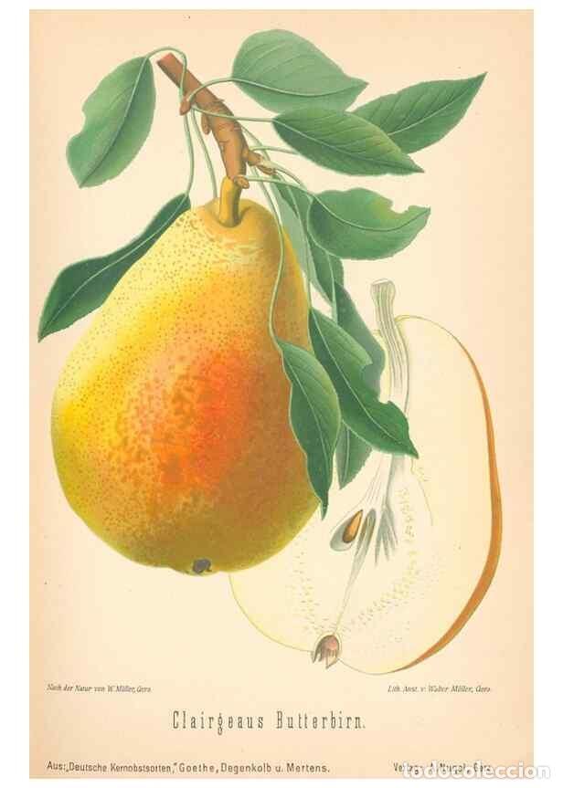 Coleccionismo de Revistas y Peri&oacute;dicos: Reproducci&oacute;n/Reproduction 42216607732: Aepfel und Birnen,. Berlin,Paul Parey,1894.. - Goethe, Rudolp