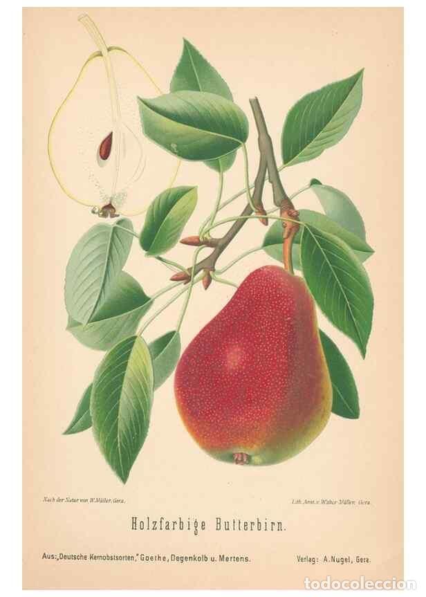 Coleccionismo de Revistas y Peri&oacute;dicos: Reproducci&oacute;n/Reproduction 28389632378: Aepfel und Birnen,. Berlin,Paul Parey,1894.. - Goethe, Rudolp