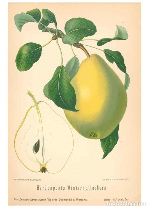 Coleccionismo de Revistas y Peri&oacute;dicos: Reproducci&oacute;n/Reproduction 42263442651: Aepfel und Birnen,. Berlin,Paul Parey,1894.. - Goethe, Rudolp