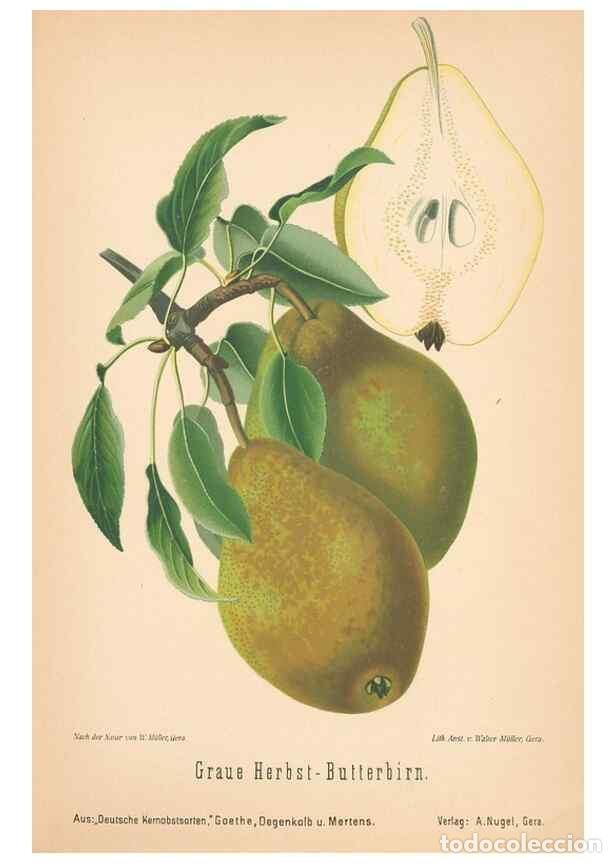 Coleccionismo de Revistas y Peri&oacute;dicos: Reproducci&oacute;n/Reproduction 28389625248: Aepfel und Birnen,. Berlin,Paul Parey,1894.. - Goethe, Rudolp