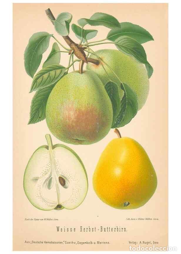 Coleccionismo de Revistas y Peri&oacute;dicos: Reproducci&oacute;n/Reproduction 42263461751: Aepfel und Birnen,. Berlin,Paul Parey,1894.. - Goethe, Rudolp