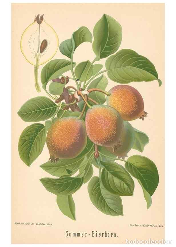 Coleccionismo de Revistas y Peri&oacute;dicos: Reproducci&oacute;n/Reproduction 28389658838: Aepfel und Birnen,. Berlin,Paul Parey,1894.. - Goethe, Rudolp