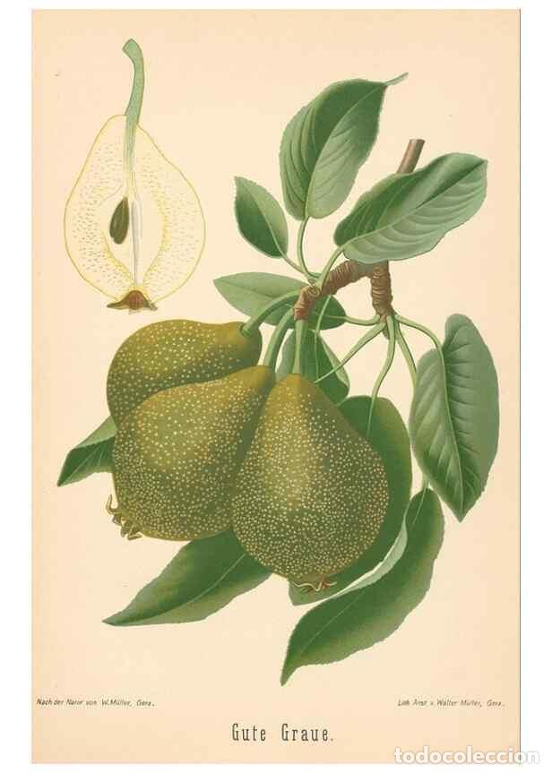 Coleccionismo de Revistas y Peri&oacute;dicos: Reproducci&oacute;n/Reproduction 28389677108: Aepfel und Birnen,. Berlin,Paul Parey,1894.. - Goethe, Rudolp