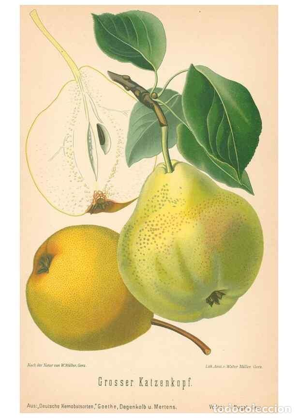 Coleccionismo de Revistas y Peri&oacute;dicos: Reproducci&oacute;n/Reproduction 41361505625: Aepfel und Birnen,. Berlin,Paul Parey,1894.. - Goethe, Rudolp