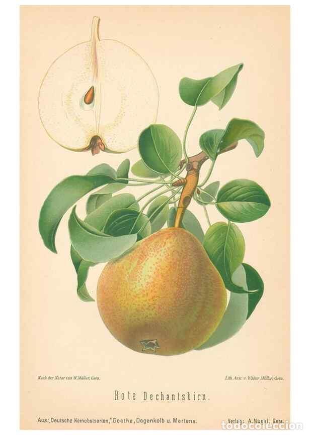 Coleccionismo de Revistas y Peri&oacute;dicos: Reproducci&oacute;n/Reproduction 28389649598: Aepfel und Birnen,. Berlin,Paul Parey,1894.. - Goethe, Rudolp