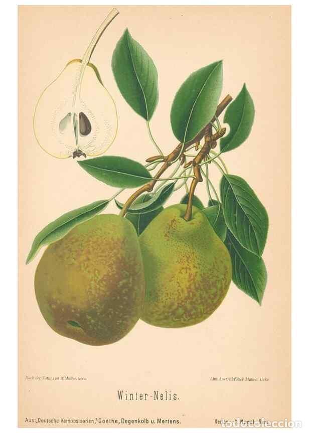 Coleccionismo de Revistas y Peri&oacute;dicos: Reproducci&oacute;n/Reproduction 41541643404: Aepfel und Birnen,. Berlin,Paul Parey,1894.. - Goethe, Rudolp