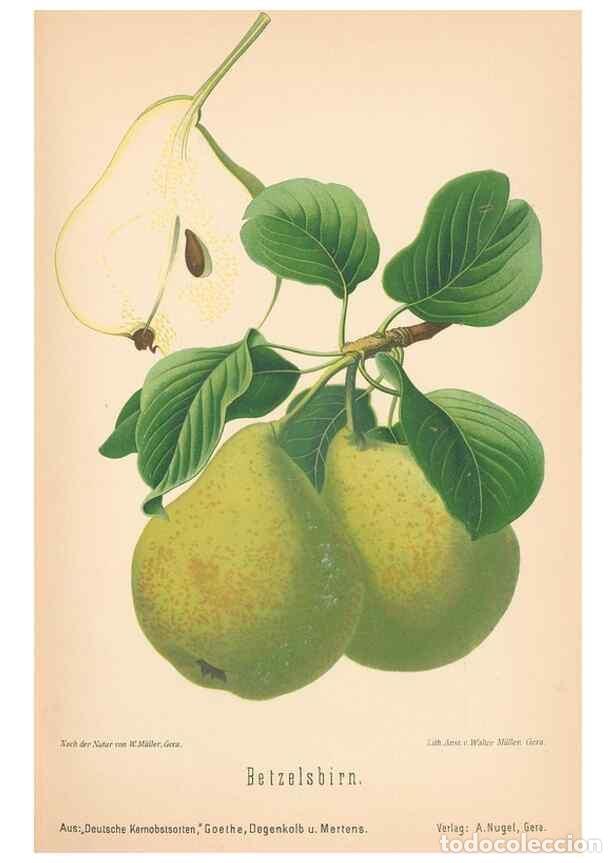 Coleccionismo de Revistas y Peri&oacute;dicos: Reproducci&oacute;n/Reproduction 42263412731: Aepfel und Birnen,. Berlin,Paul Parey,1894.. - Goethe, Rudolp