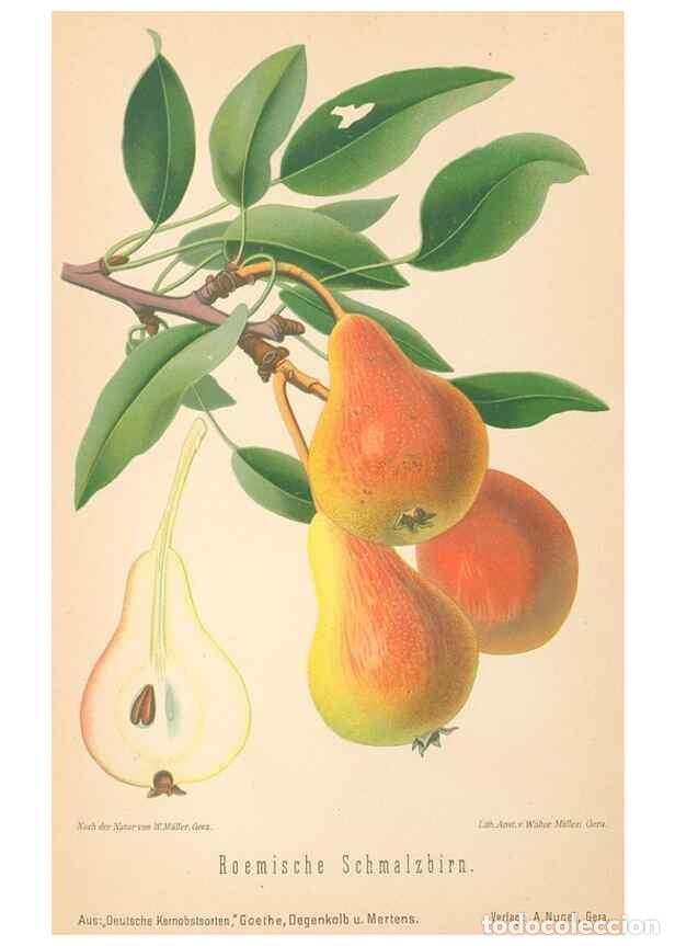 Coleccionismo de Revistas y Peri&oacute;dicos: Reproducci&oacute;n/Reproduction 40456646480: Aepfel und Birnen,. Berlin,Paul Parey,1894.. - Goethe, Rudolp