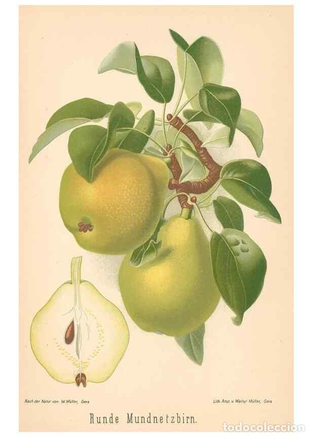Coleccionismo de Revistas y Peri&oacute;dicos: Reproducci&oacute;n/Reproduction 41361518795: Aepfel und Birnen,. Berlin,Paul Parey,1894.. - Goethe, Rudolp