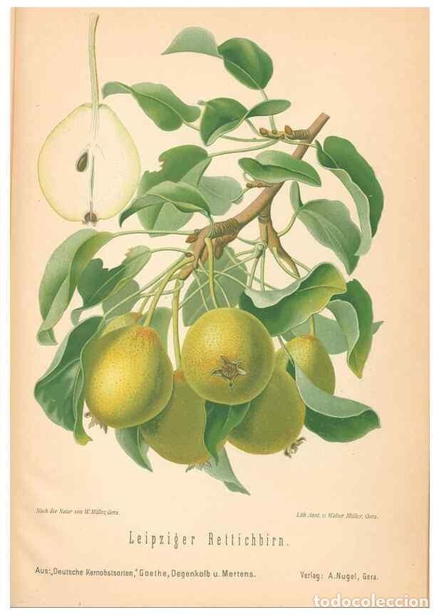 Coleccionismo de Revistas y Peri&oacute;dicos: Reproducci&oacute;n/Reproduction 28389739598: Aepfel und Birnen,. Berlin,Paul Parey,1894.. - Goethe, Rudolp
