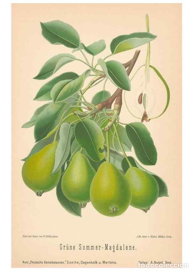 Coleccionismo de Revistas y Peri&oacute;dicos: Reproducci&oacute;n/Reproduction 41541629264: Aepfel und Birnen,. Berlin,Paul Parey,1894.. - Goethe, Rudolp