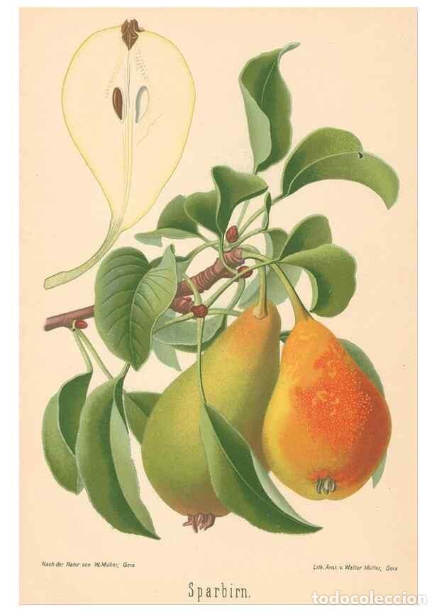 Coleccionismo de Revistas y Peri&oacute;dicos: Reproducci&oacute;n/Reproduction 40456651270: Aepfel und Birnen,. Berlin,Paul Parey,1894.. - Goethe, Rudolp