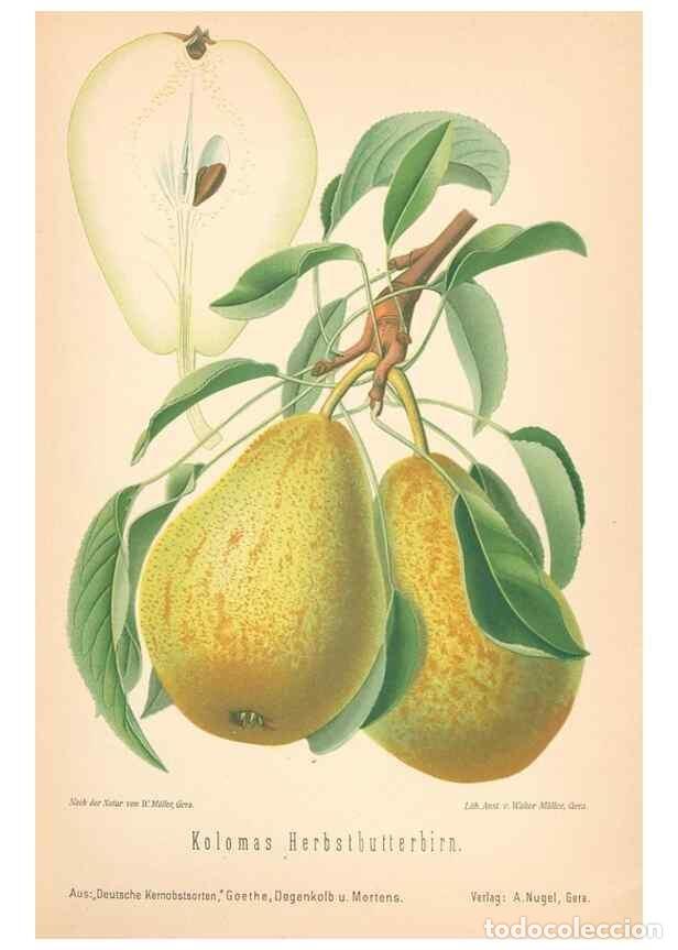 Coleccionismo de Revistas y Peri&oacute;dicos: Reproducci&oacute;n/Reproduction 41361462585: Aepfel und Birnen,. Berlin,Paul Parey,1894.. - Goethe, Rudolp