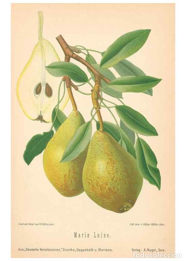 Coleccionismo de Revistas y Peri&oacute;dicos: Reproducci&oacute;n/Reproduction 27392621787: Aepfel und Birnen,. Berlin,Paul Parey,1894.. - Goethe, Rudolp