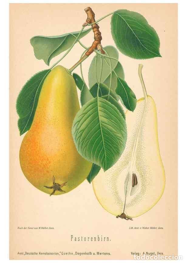 Coleccionismo de Revistas y Peri&oacute;dicos: Reproducci&oacute;n/Reproduction 40456634780: Aepfel und Birnen,. Berlin,Paul Parey,1894.. - Goethe, Rudolp