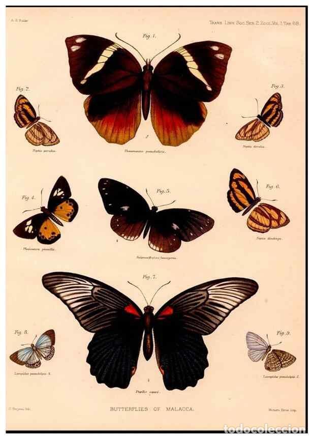 Coleccionismo de revistas y peri&oacute;dicos: Reproducci&oacute;n/Reproduction 47951130807: The butterflies of Malacca /. London :The Society,1879.. - Bu