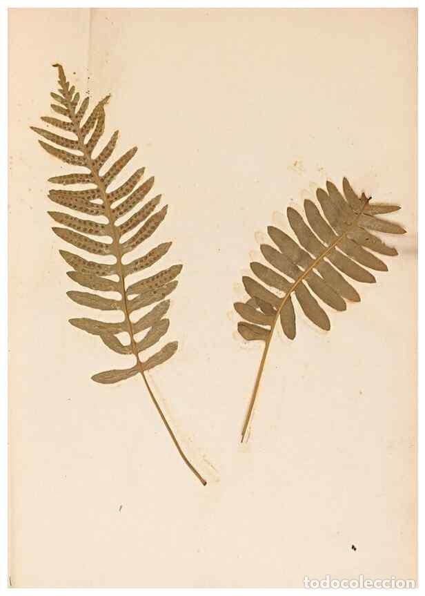 Sammeln von Zeitschriften und Zeitungen: Reproducci&oacute;n/Reproduction 46924762015: The ferns of Wales.. Heath,T. Thomas,1856.. - Young, Edward.