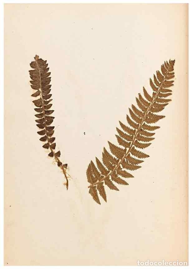 Sammeln von Zeitschriften und Zeitungen: Reproducci&oacute;n/Reproduction 32897125307: The ferns of Wales.. Heath,T. Thomas,1856.. - Young, Edward.