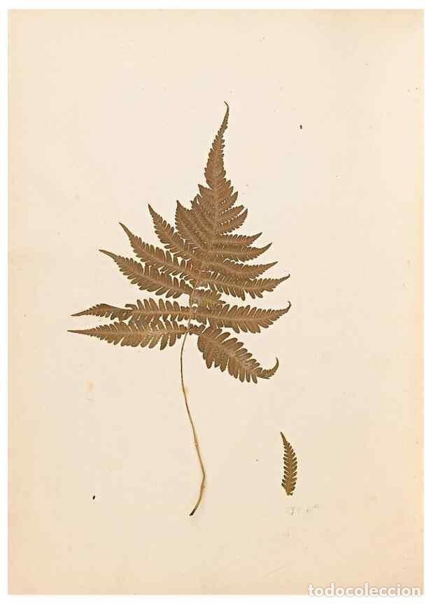 Sammeln von Zeitschriften und Zeitungen: Reproducci&oacute;n/Reproduction 47841096581: The ferns of Wales.. Heath,T. Thomas,1856.. - Young, Edward.