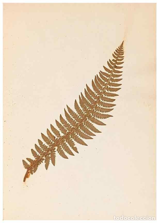 Collectionnisme de Revues et Journaux: Reproducci&oacute;n/Reproduction 47841099651: The ferns of Wales.. Heath,T. Thomas,1856.. - Young, Edward.