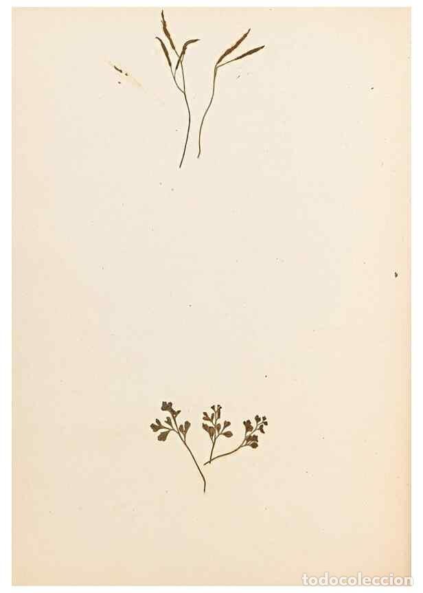 Collectionnisme de Revues et Journaux: Reproducci&oacute;n/Reproduction 47051474834: The ferns of Wales.. Heath,T. Thomas,1856.. - Young, Edward.