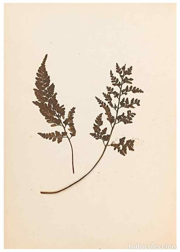 Sammeln von Zeitschriften und Zeitungen: Reproducci&oacute;n/Reproduction 32897134897: The ferns of Wales.. Heath,T. Thomas,1856.. - Young, Edward.