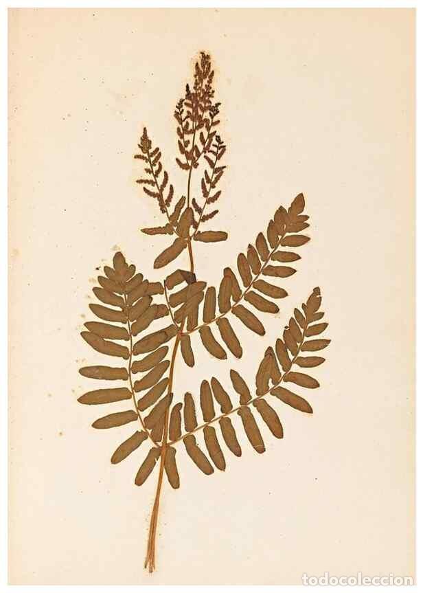 Collectionnisme de Revues et Journaux: Reproducci&oacute;n/Reproduction 47788968092: The ferns of Wales.. Heath,T. Thomas,1856.. - Young, Edward.