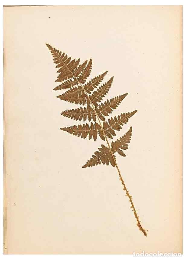 Colecionismo de Revistas e Jornais: Reproducci&oacute;n/Reproduction 47841102791: The ferns of Wales.. Heath,T. Thomas,1856.. - Young, Edward.