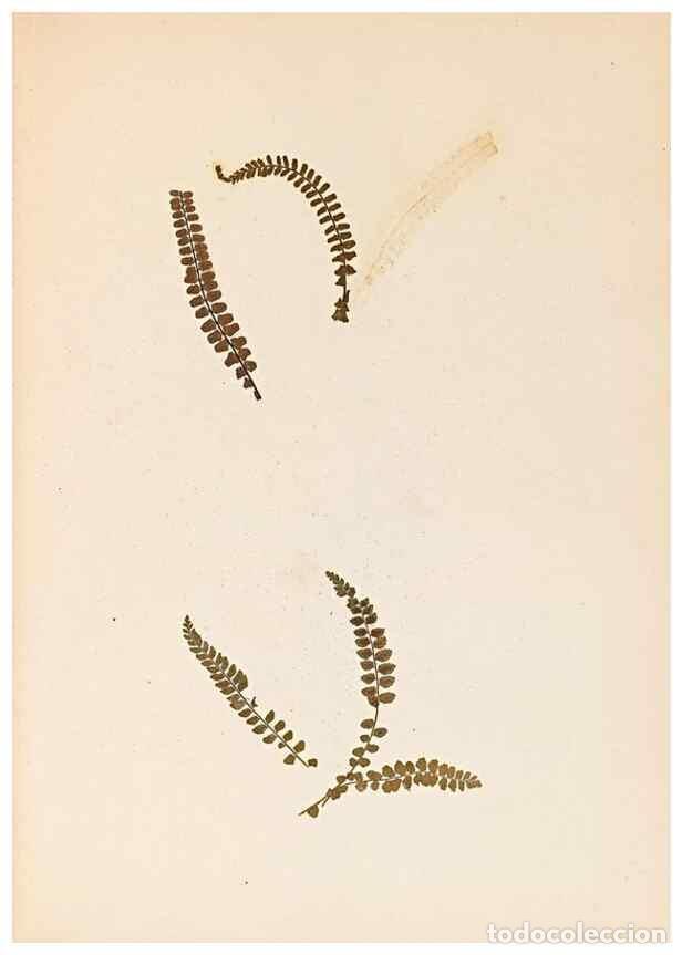 Collectionnisme de Revues et Journaux: Reproducci&oacute;n/Reproduction 47051475454: The ferns of Wales.. Heath,T. Thomas,1856.. - Young, Edward.